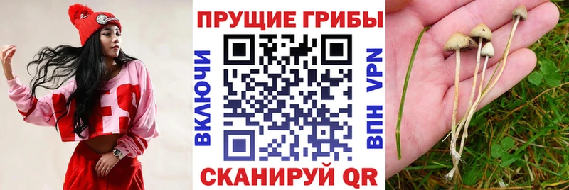 Псилоцибиновые грибы ЛСД  где можно купить   Ульяновск 